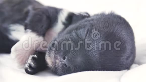 约克郡小猎犬小狗在床上一只新生的小狗在梦中睡觉打哈欠视频的预览图