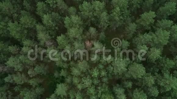 立陶宛的森林靠近立陶宛首都维尔纽斯的绿松林7视频的预览图