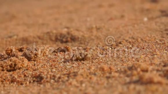 螃蟹从湿沙表面的手指上跑出来视频的预览图