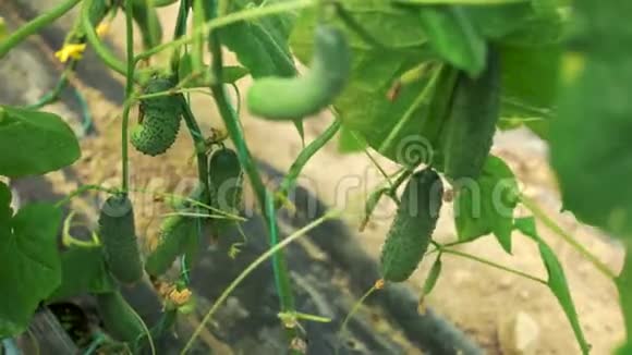 夏天在花园里种黄瓜视频的预览图