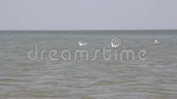 里海海鸥游泳视频的预览图