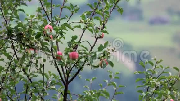 苹果树上的苹果树在蓝天背景下的树枝上视频的预览图