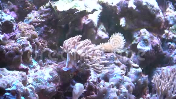 珊瑚礁的海景珊瑚的美丽水下景观视频的预览图