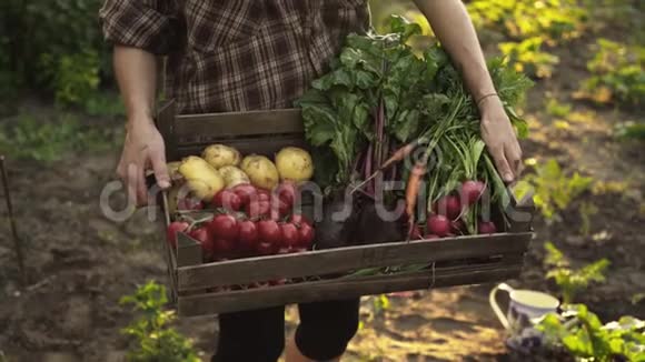 农民手里拿着装满新鲜有机蔬菜土豆胡萝卜番茄甜菜萝卜的木箱在日落时分的生态农场里视频的预览图