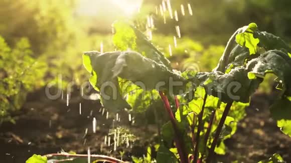 在夕阳下在农场的田野上浇灌作物新鲜的有机甜菜夏收收拢宏观视频的预览图