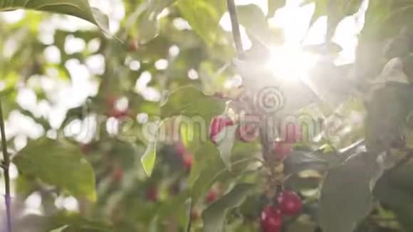 小红浆果的萸肉樱桃茱萸玉米面视频的预览图
