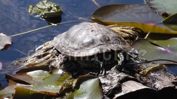 德国慕尼黑植物园的一个池塘里一只乌龟坐在一片睡莲上背景是一只青蛙视频的预览图