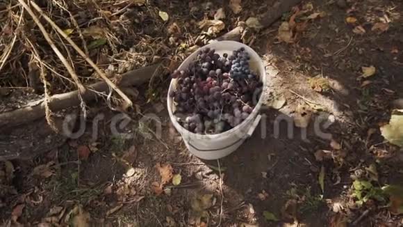 花园里白色水桶里的成熟有机葡萄慢动作视频的预览图