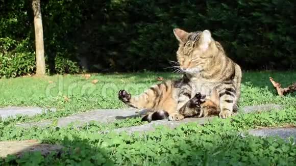 欧洲猫在花园里的阳光下轻轻地洗自己视频的预览图