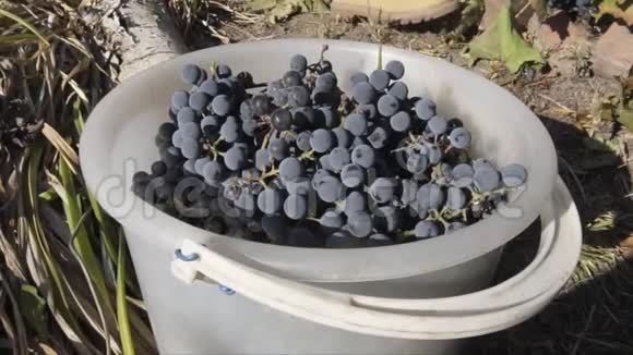 年轻的女农民把成熟的蓝色葡萄放在桶里视频的预览图