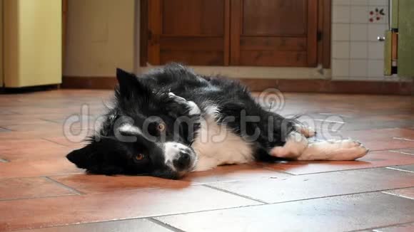 布尔德柯利小狗在家里的地板上旋转停在他的肚子上视频的预览图