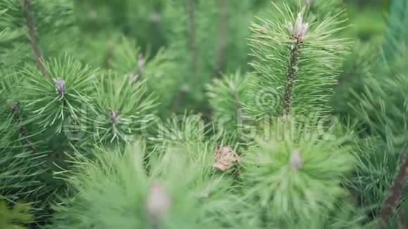 一棵松树的碎片装饰用的小圣诞树森林生长视频的预览图