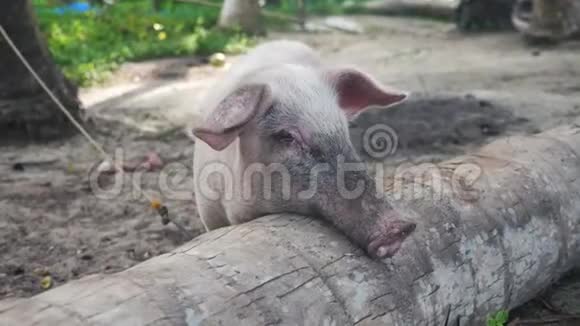 可爱的猪靠近森林视频的预览图