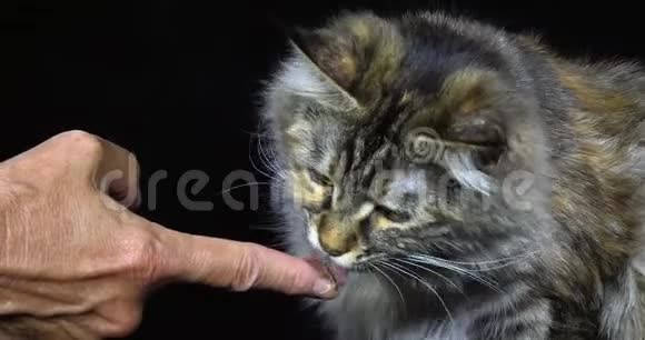 托蒂缅因州浣熊家庭猫一个女主人的肖像黑色背景手指诺曼底慢动作视频的预览图