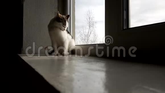 可爱的白色小猫坐在一个古老的窗台上舔自己然后看着窗外秋天多云的风景视频的预览图