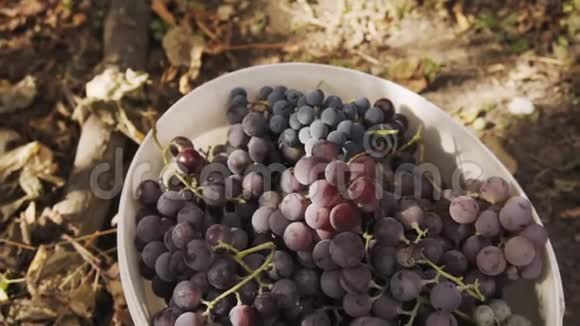 成熟的一束蓝色多汁的葡萄放在白色的桶里慢动作视频的预览图