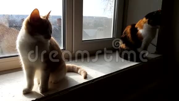 两只猫正坐在窗台上晒太阳窗外一片田园风光视频的预览图