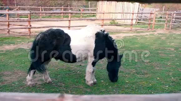 村里牧场上的黑白相间的小马视频的预览图