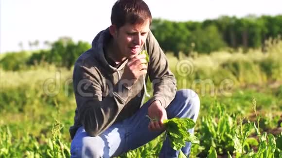 人挑着田里的蹲下来吃新鲜的叶子视频的预览图