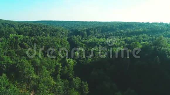 阳光明媚的一天在森林中俯瞰美丽的绿树4K视频的预览图