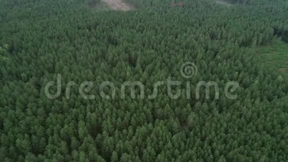 立陶宛的森林靠近立陶宛首都维尔纽斯的绿松林6视频的预览图