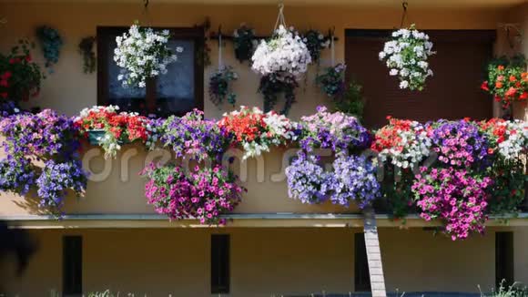 阳台上的花盆有花的阳台五颜六色的花朵在阳台上绽放盛开的矮牵牛天竺葵海棠和岩藻视频的预览图