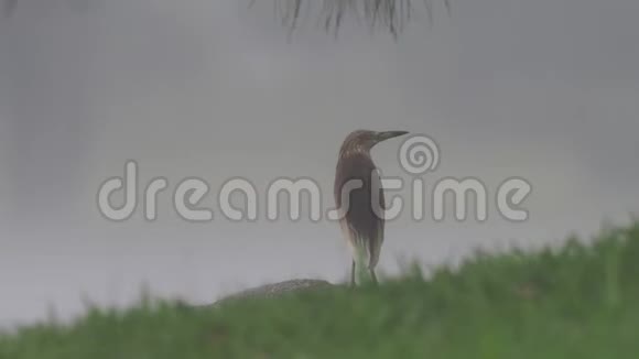 印度池塘海龙或水鸟阿尔多拉格雷伊是一个小鹭站在大雨中然后走开视频的预览图