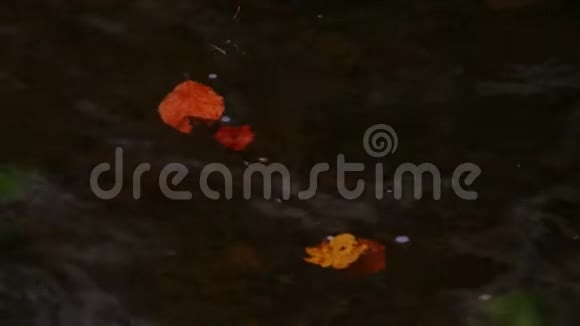 北爱尔兰托利莫尔森林公园秋河涟漪视频的预览图