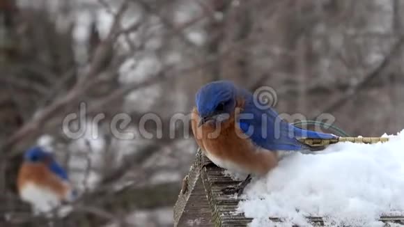 雪中的东方蓝鸟视频的预览图