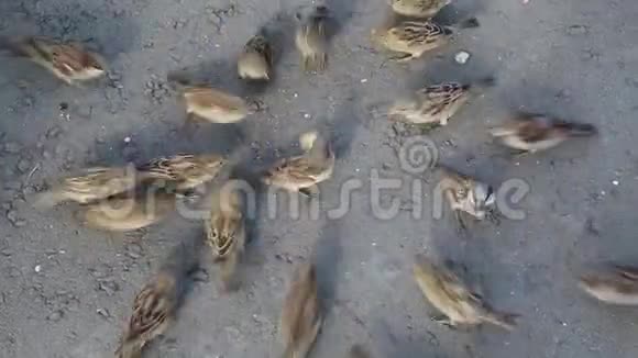 在城市的沥青上喂麻雀鸽子面包屑大自然视频的预览图
