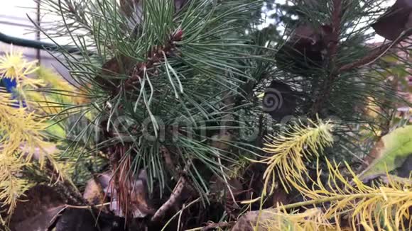 秋天的植物视频的预览图