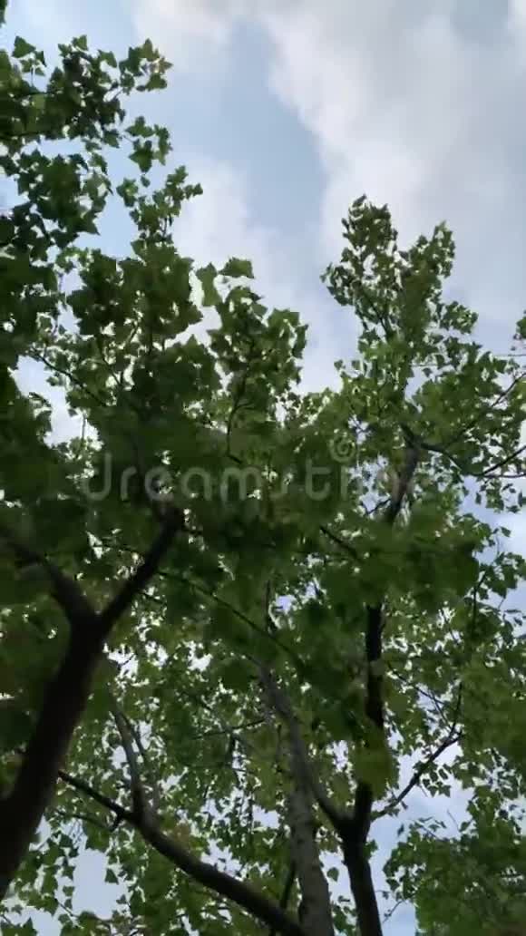 天空和树木一起做梦视频的预览图