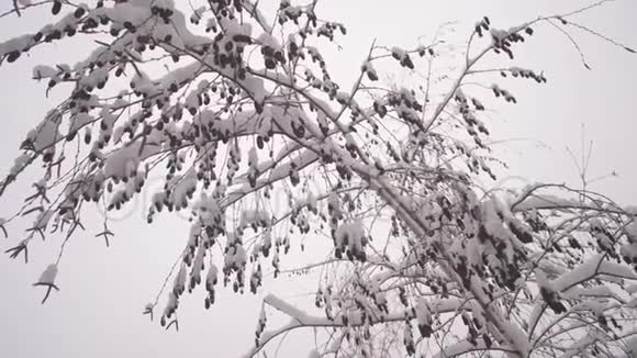 冬天的桦树和雪里的柳絮冬季圣诞公园雪缓慢地落在没有叶子的树枝上视频的预览图