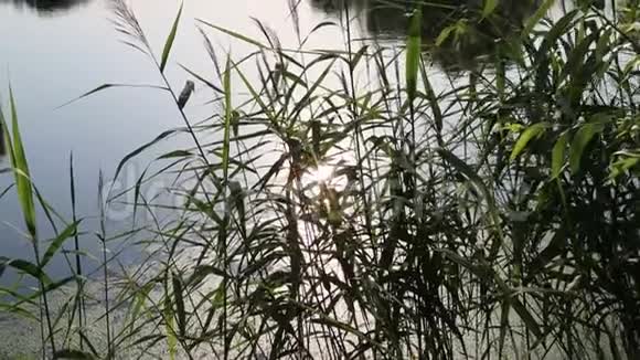 晴天池塘水中的阳光闪亮的兔子视频的预览图