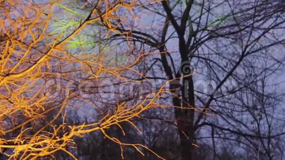 神奇的森林晚上有彩色的树幻想橙色和蓝色树枝视频的预览图