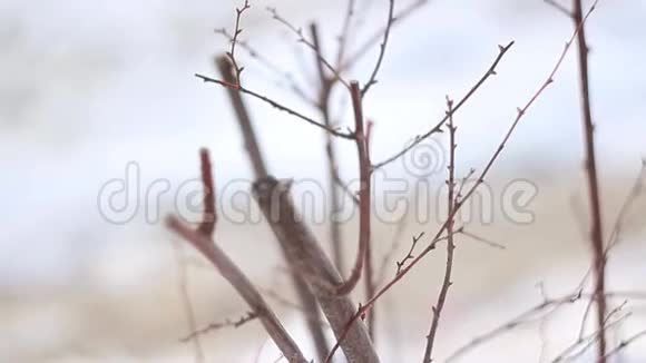 被雪覆盖的树枝视频的预览图