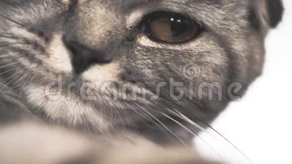 条纹灰猫在玩撒谎快乐的宠物在休息宠物很漂亮的猫肖特兰褶皱猫种特写视频的预览图