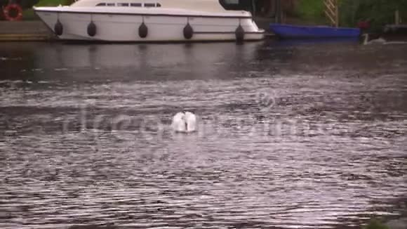 一只天鹅和一艘船在河上视频的预览图