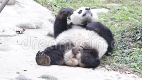 3腿熊猫名字戴丽视频的预览图