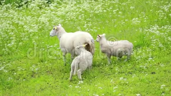挪威国内的在威利挪威牧场奔跑的羔羊朦胧的春绿草甸种羊场视频的预览图