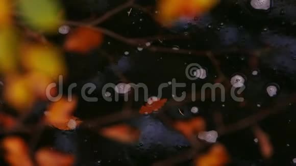 西姆纳河上的秋光视频的预览图
