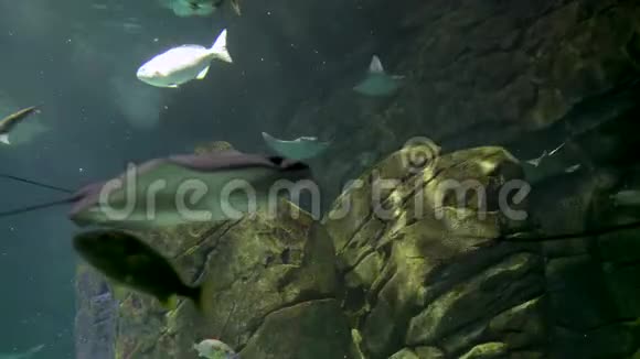 巨大的水族馆有黄貂鱼和鱼视频的预览图