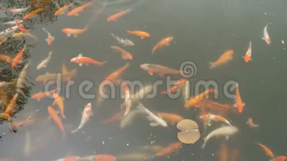 一大群红鲤鱼视频的预览图