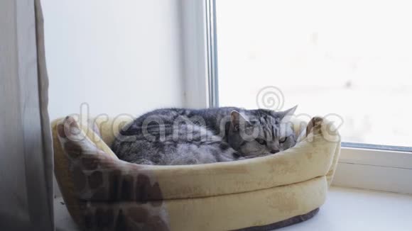 英国猫正睡在窗户上视频的预览图