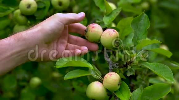 夏天一个男人从一棵绿树上摘下一个成熟的苹果视频的预览图