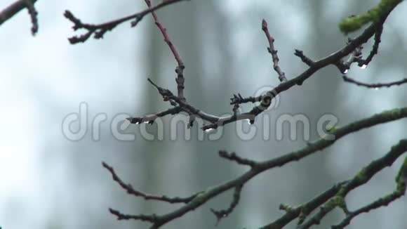 湿润的树枝和倾盆大雨紧贴起来绿色针叶树在模糊的背景下4k视频的预览图