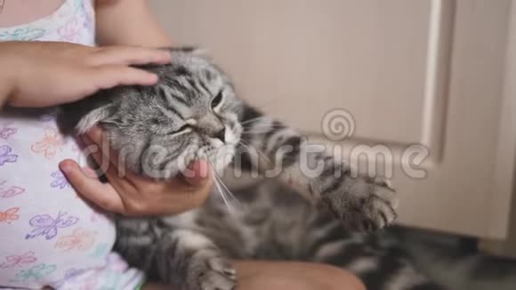 婴儿拥抱并抚摸他的手一只快乐的Shotlan折叠猫一个女孩和一只灰色条纹猫在一起玩儿童和儿童视频的预览图