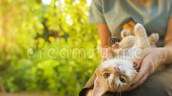 可爱的红色小猫躺在一个女孩的膝盖上坐在院子里的木凳上背景是绿色的树叶在大自然中行走视频的预览图