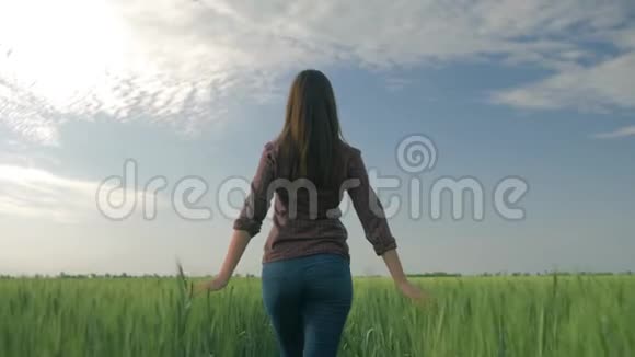 美丽的年轻女农民走在大麦作物之间用手触摸植物然后转向相机和视频的预览图