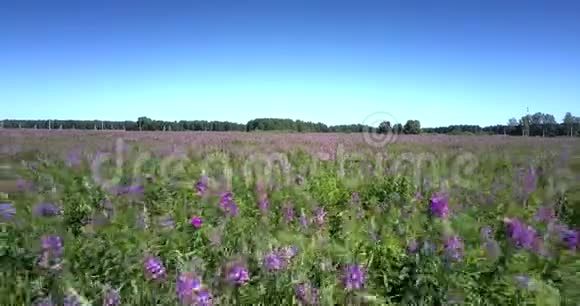 美丽的田野盛开着紫罗兰色的花朵视频的预览图